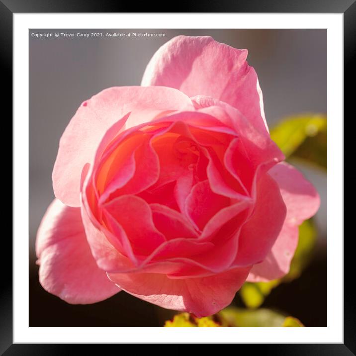 The Pink Rose Framed Mounted Print by Trevor Camp