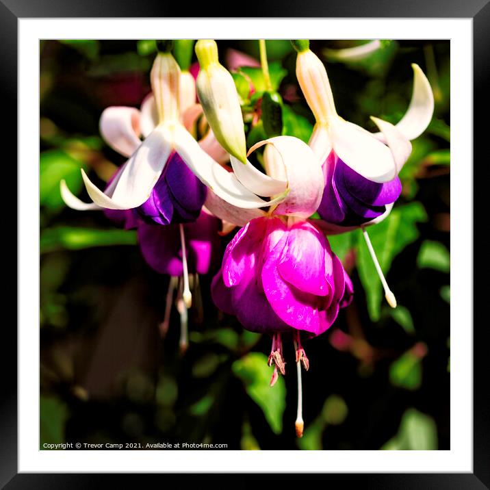 The Purple Fuchsia Framed Mounted Print by Trevor Camp
