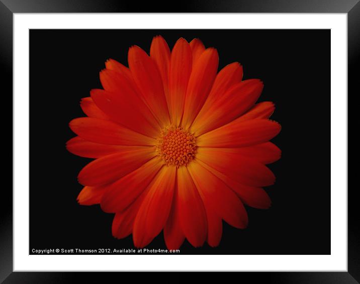 Marigold on black Framed Mounted Print by Scott Thomson