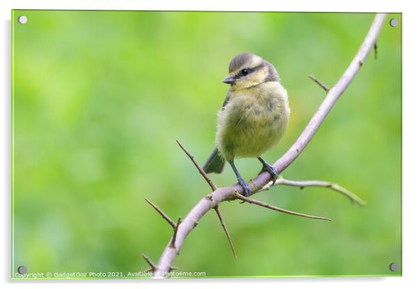 Blue tit Juvenile Acrylic by GadgetGaz Photo