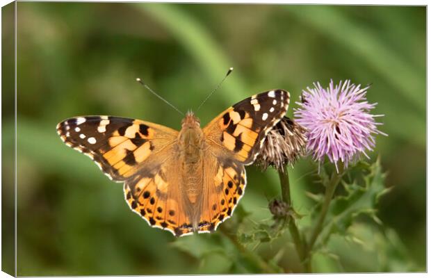 Painted Lady Butterfly And Thistle Flower Canvas Print by Jonathan Thirkell