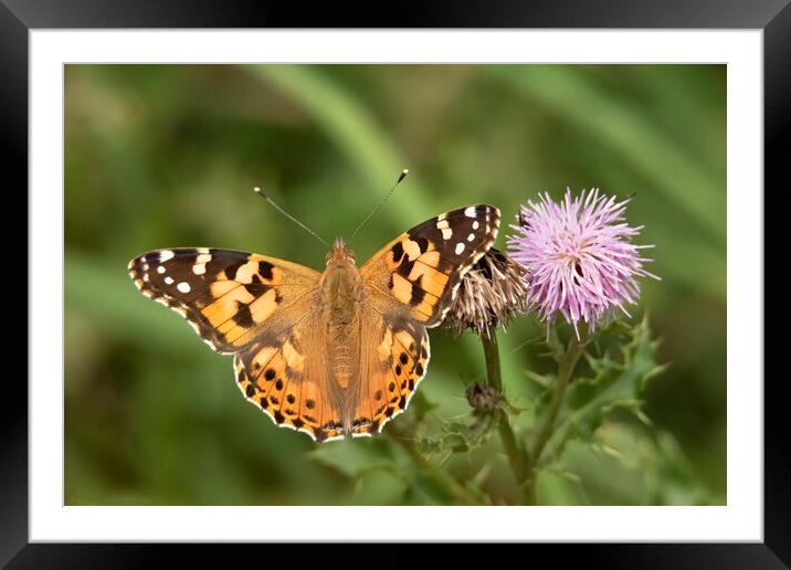 Painted Lady Butterfly And Thistle Flower Framed Mounted Print by Jonathan Thirkell