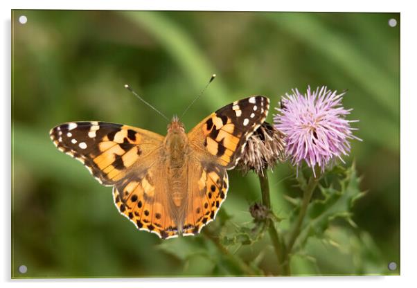 Painted Lady Butterfly And Thistle Flower Acrylic by Jonathan Thirkell