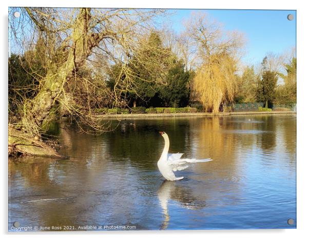 Swan Lake Acrylic by June Ross