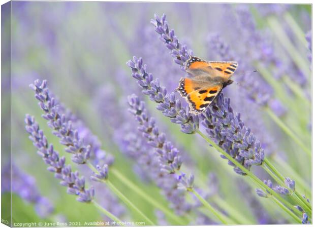 Lavender and Butterfly Canvas Print by June Ross
