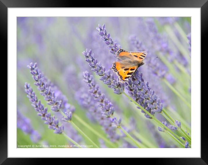 Lavender and Butterfly Framed Mounted Print by June Ross
