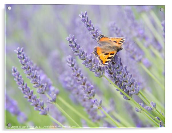 Lavender and Butterfly Acrylic by June Ross