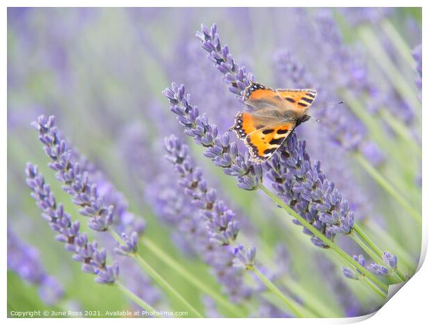 Lavender and Butterfly Print by June Ross