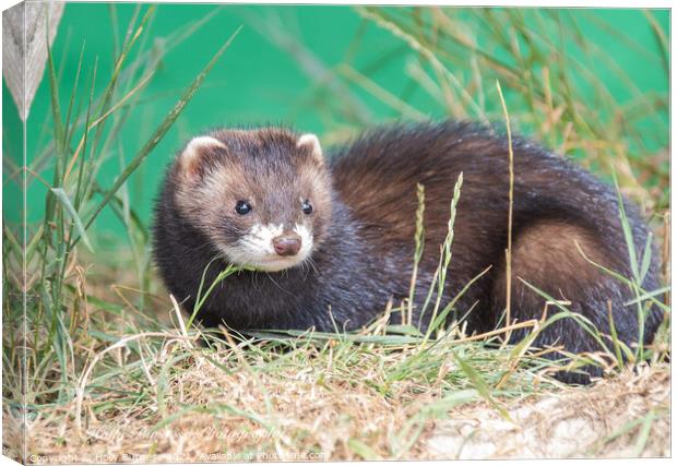 European Polecat species of mustelid native to western Eurasia and North Africa Canvas Print by Holly Burgess