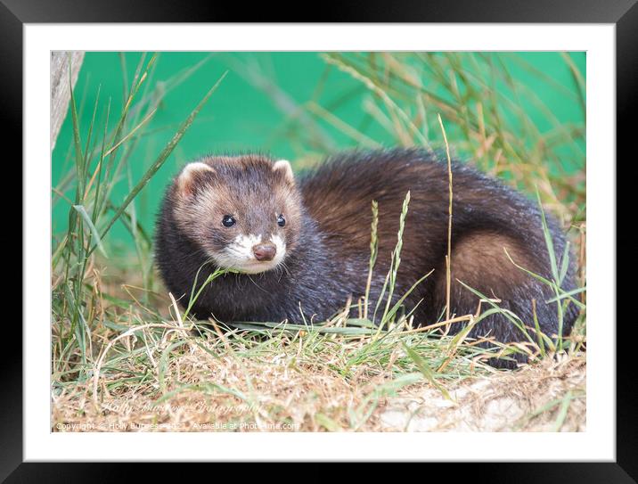 European Polecat species of mustelid native to western Eurasia and North Africa Framed Mounted Print by Holly Burgess