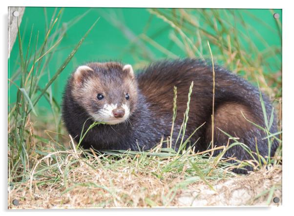 European Polecat species of mustelid native to western Eurasia and North Africa Acrylic by Holly Burgess