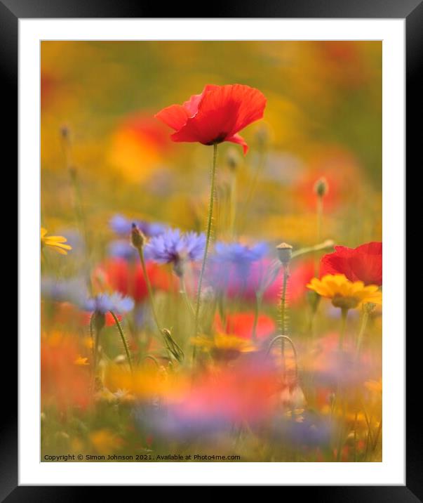 poppy and meadow flowers Framed Mounted Print by Simon Johnson