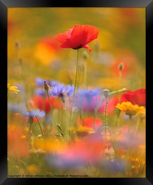 poppy and meadow flowers Framed Print by Simon Johnson