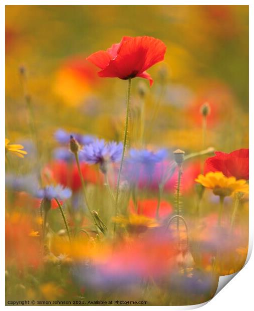 poppy and meadow flowers Print by Simon Johnson