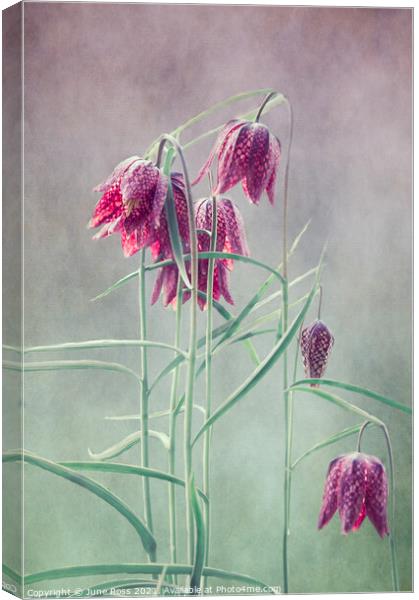 Fritillaria Meleagris  Canvas Print by June Ross