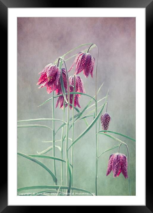 Fritillaria Meleagris  Framed Mounted Print by June Ross