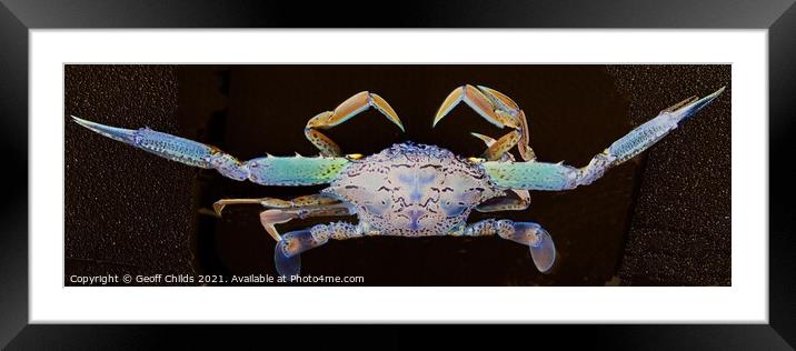 Blue Swimmer Crab Art closeup. Framed Mounted Print by Geoff Childs