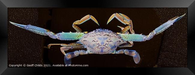 Blue Swimmer Crab Art closeup. Framed Print by Geoff Childs