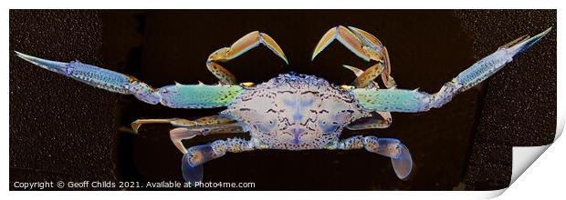 Blue Swimmer Crab Art closeup. Print by Geoff Childs