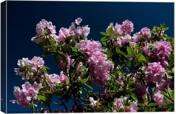 Rhododendron flowers Canvas Print by Peter Wiseman