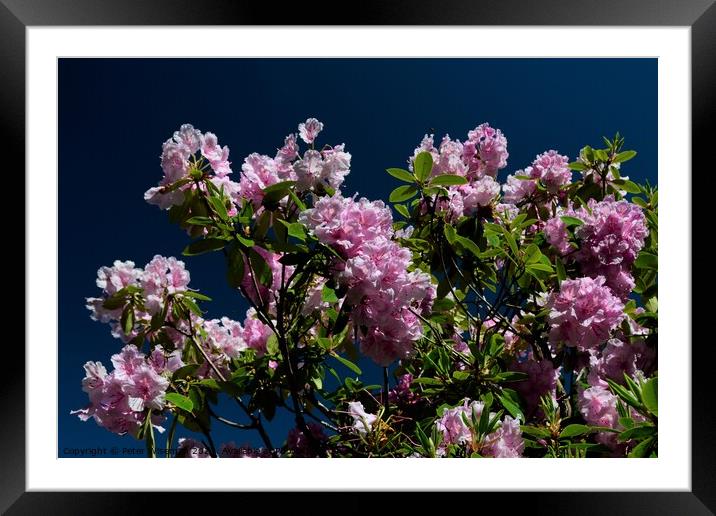 Rhododendron flowers Framed Mounted Print by Peter Wiseman