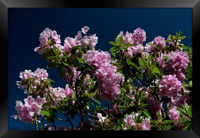 Rhododendron flowers Framed Print by Peter Wiseman