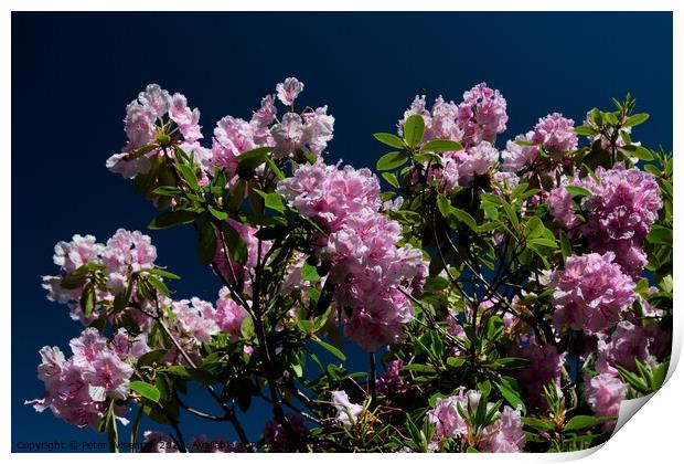 Rhododendron flowers Print by Peter Wiseman