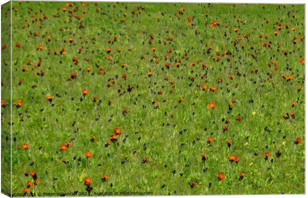 Wild flowers in a grassy area Canvas Print by Peter Wiseman