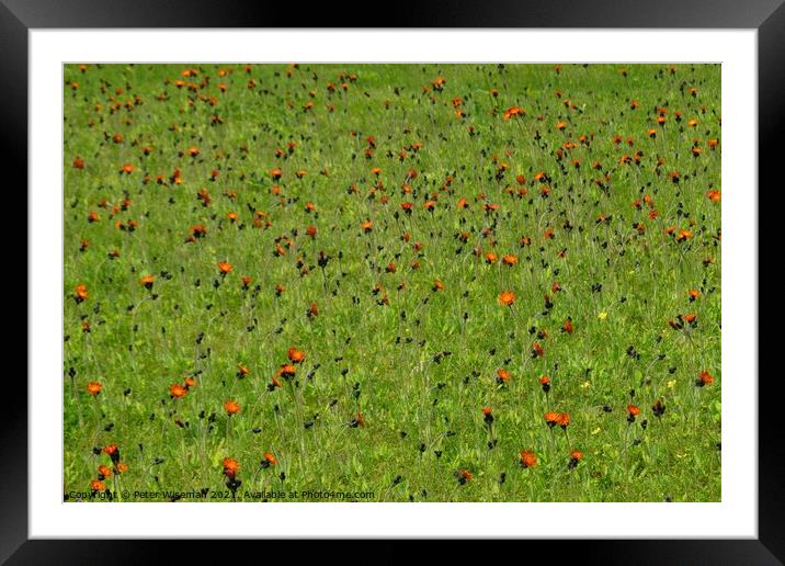 Wild flowers in a grassy area Framed Mounted Print by Peter Wiseman