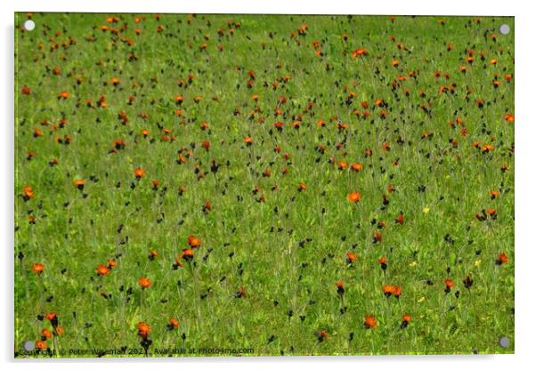 Wild flowers in a grassy area Acrylic by Peter Wiseman
