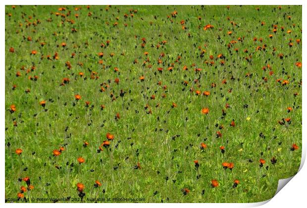 Wild flowers in a grassy area Print by Peter Wiseman