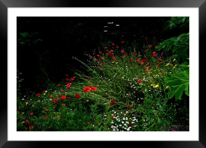 Wild flowers in a wild flower garden area. Framed Mounted Print by Peter Wiseman