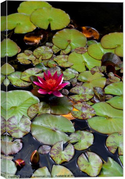 Water Lily Canvas Print by Peter Wiseman