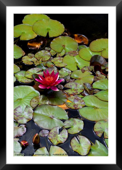 Water Lily Framed Mounted Print by Peter Wiseman
