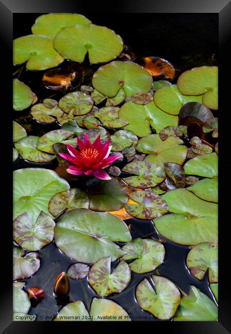 Water Lily Framed Print by Peter Wiseman