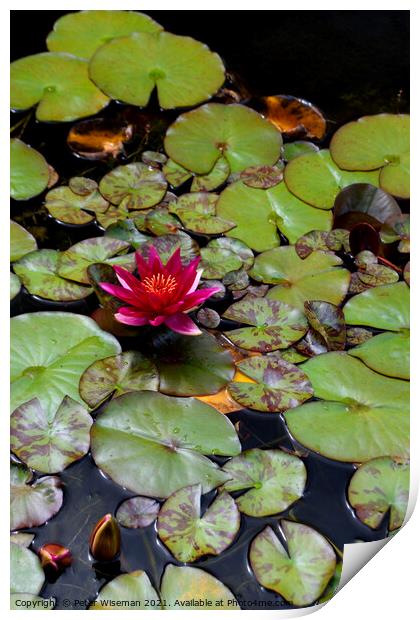 Water Lily Print by Peter Wiseman