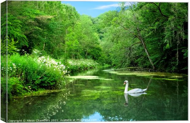 Youlgrave Swan Canvas Print by Alison Chambers