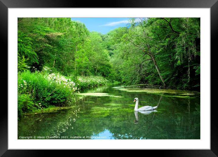 Youlgrave Swan Framed Mounted Print by Alison Chambers