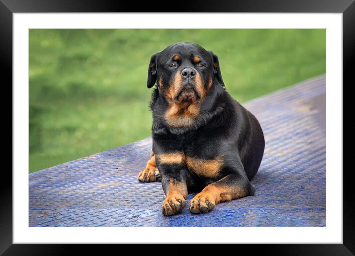 Rottweiler Framed Mounted Print by Alan Tunnicliffe