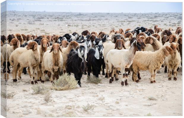 Flock of sheep Canvas Print by Lucas D'Souza