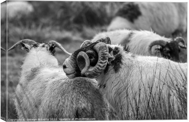 Welsh Mountain Sheep Canvas Print by Gerwyn Roberts