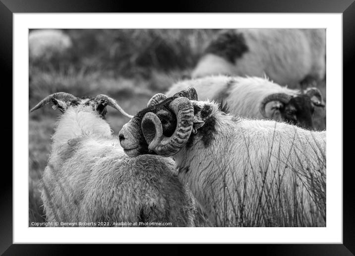 Welsh Mountain Sheep Framed Mounted Print by Gerwyn Roberts