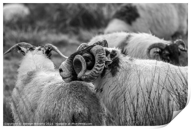 Welsh Mountain Sheep Print by Gerwyn Roberts