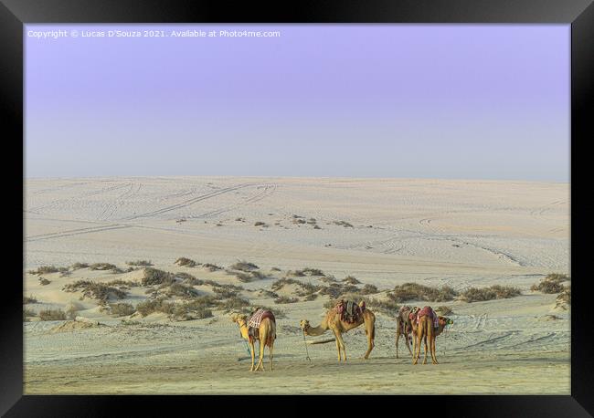 Camels in the desert Framed Print by Lucas D'Souza