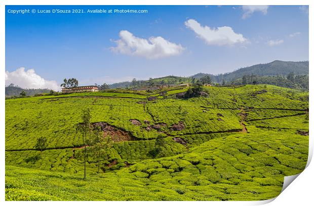Tea Gardens of Munnar Print by Lucas D'Souza
