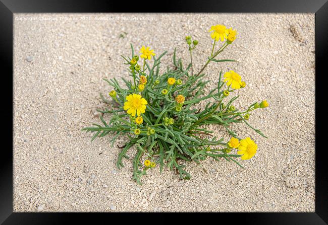 Desert Flowers Framed Print by Lucas D'Souza