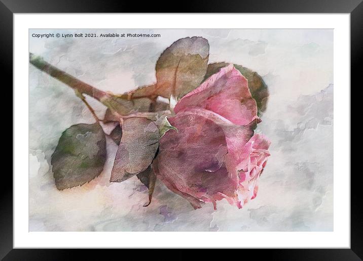 Watercolour Rose Framed Mounted Print by Lynn Bolt