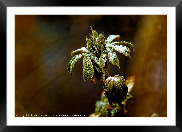 Snow on a leaf Framed Mounted Print by liz christensen