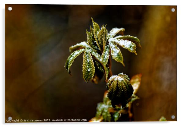 Snow on a leaf Acrylic by liz christensen