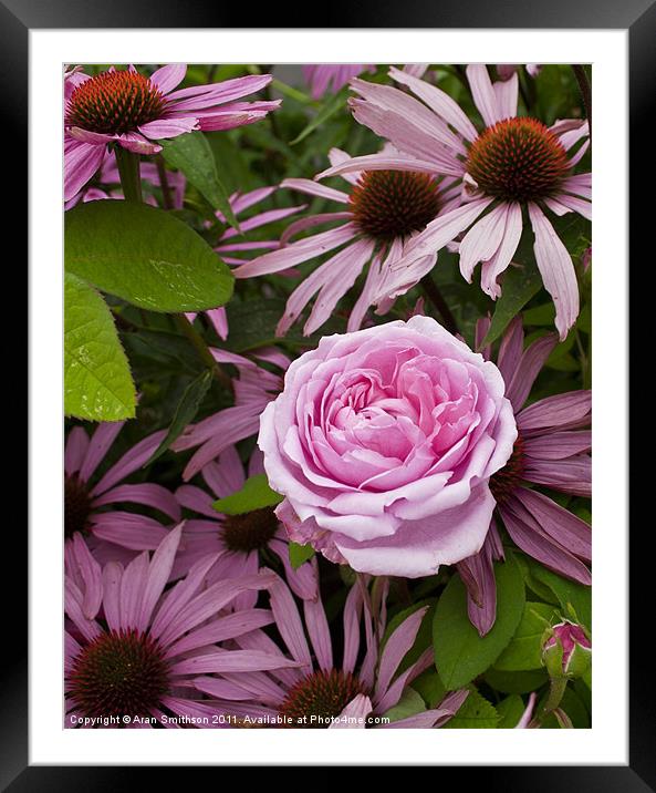 A rose amongst...echinacea Framed Mounted Print by Aran Smithson